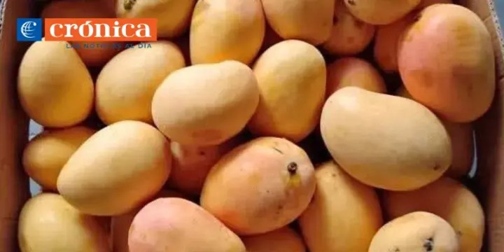 Mango De Chupar Original El Precio Es Por Kilo