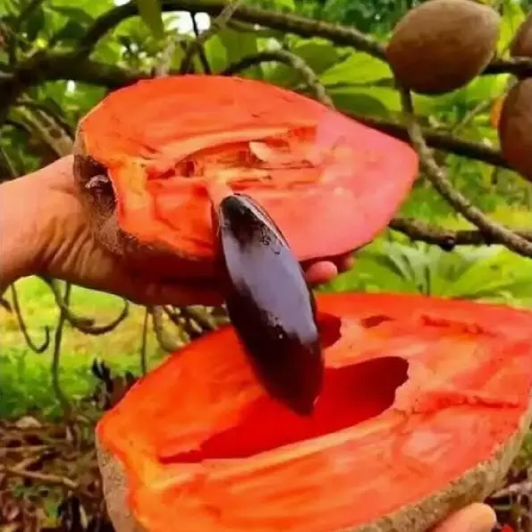 ​Zapote Mamey Fresco – Fruta Tropical 1 kg El Precio Es Por Kilo