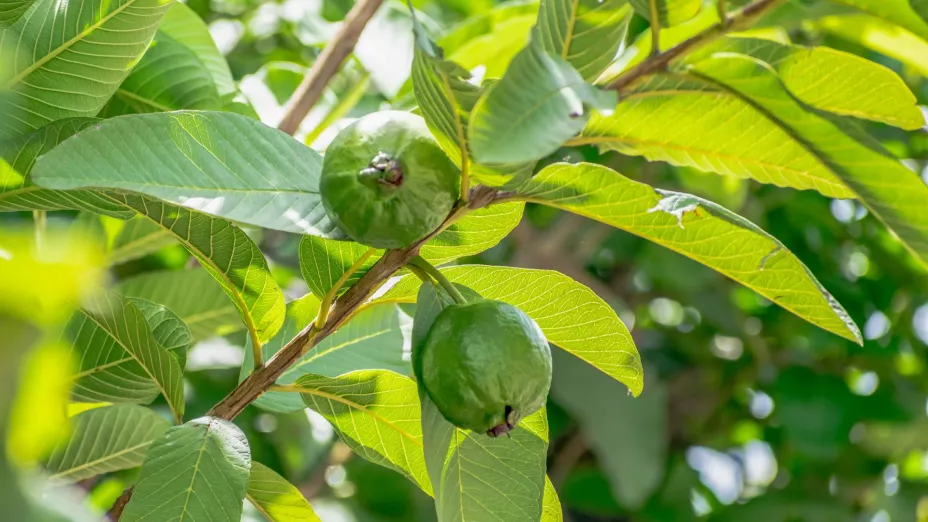 Hierba De Hoja de Guayaba Intertropico 30g 