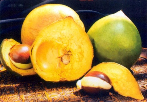 [a  f1] Lucuma Fruta fresca (Peru)