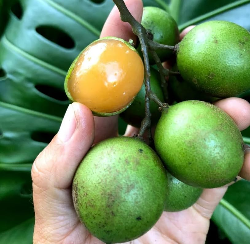 Fruta Mamon Limoncillo Mamoncillo Quenepa (Precio Por Kilo)