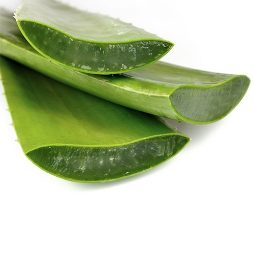 Hoja De Aloe Vera o Sabila (unidad)