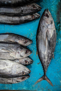 Filoni Di Tonno Entero De Tono 1kg El Precio Es Por Kilo Pescado Ecuador