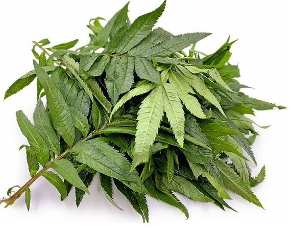 Huacatay Fresco Por kilo