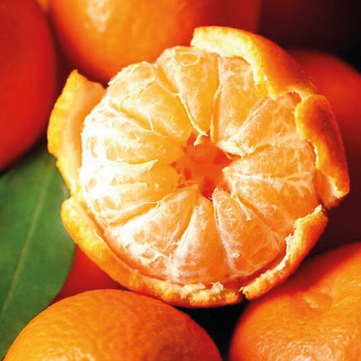 [5626] Mandarina Latina